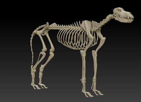 動物骨骼