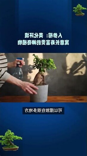 人參榕