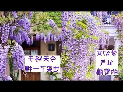 紫藤花避邪