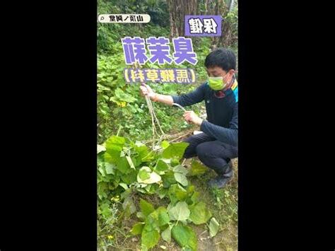 臭茉莉抗癌