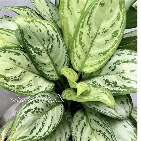 銀后粗肋草風水