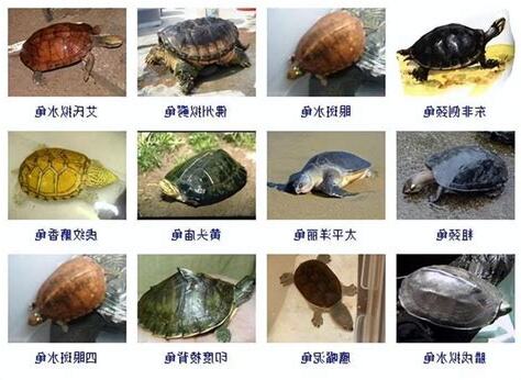 風水龜品種