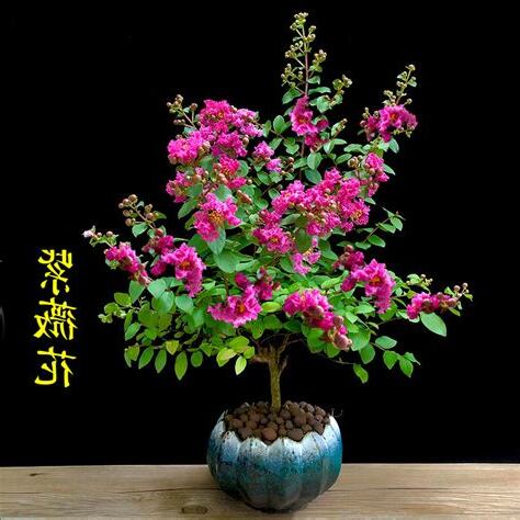 紫薇花盆栽