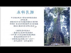 用神木