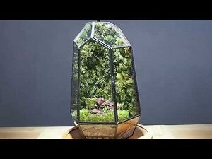 苔蘚盆景