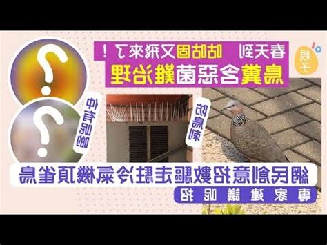 鳥在冷氣築巢風水