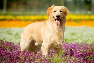 狗狗死掉怎麼處理