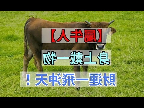 屬牛適合戴黃金嗎
