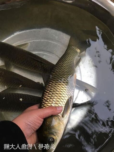 夢到釣很多魚