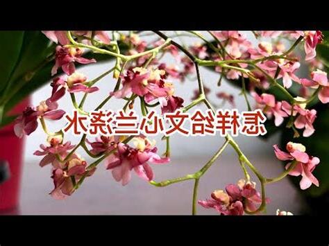 文心蘭澆水