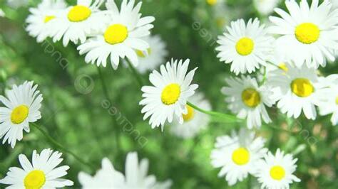 小雛菊