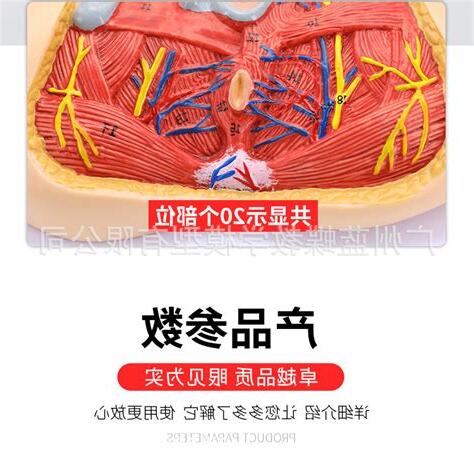女人阴部
