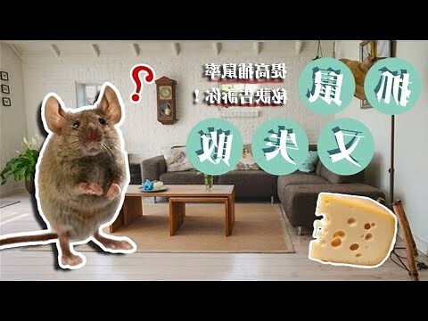 夢到老鼠跑到身上