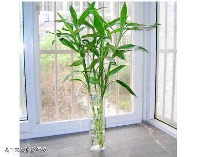 蓮花竹可以放房間嗎