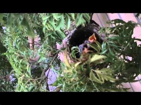 綠繡眼飛進家裡