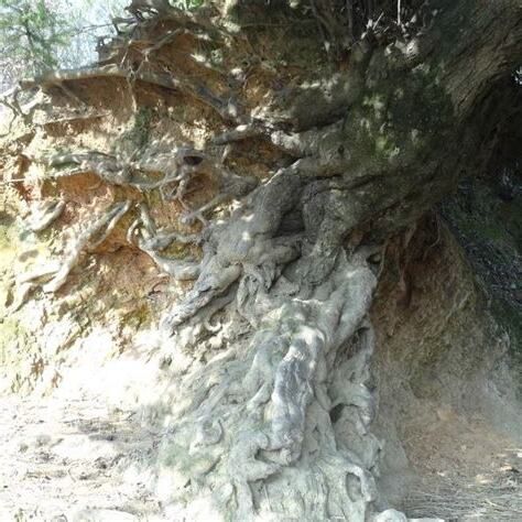 樟樹根