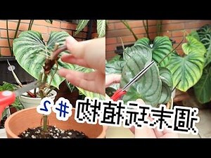 心願椒草分株