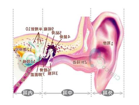 耳廓上長毛