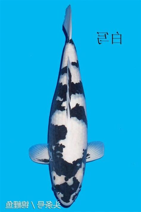 黑色錦鯉