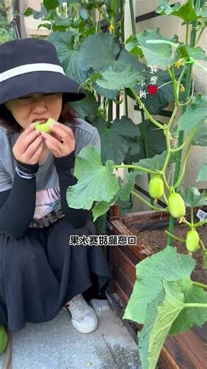 陽台可以種什麼