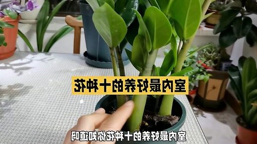 家里种什么花好