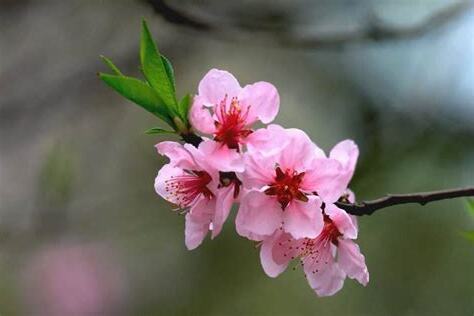 桃花意思