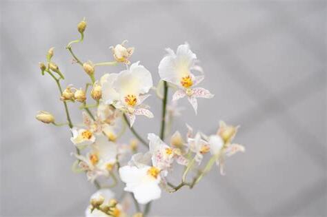 心蘭花