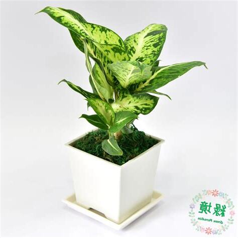 星光燦爛植物風水