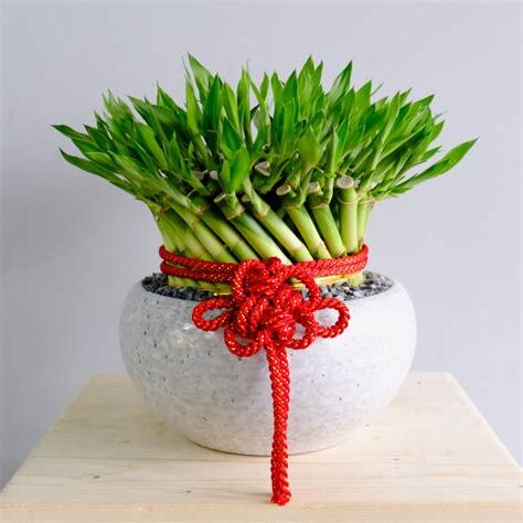 桌上盆栽風水