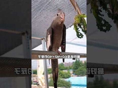 宗棲梧桐鸚鵡