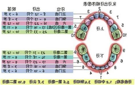 牙齒大小顆