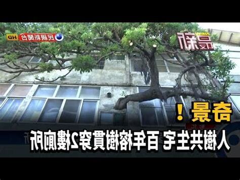 房子長榕樹