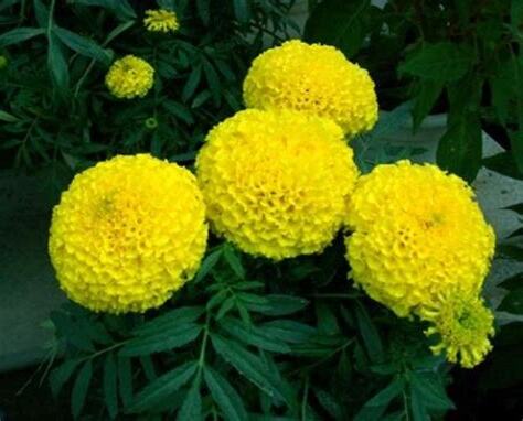 小菊花花語