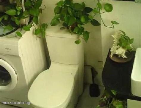 廁所黃金葛風水