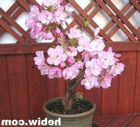 山櫻花盆栽