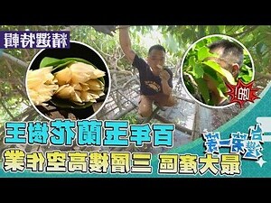 玉蘭花樹英文