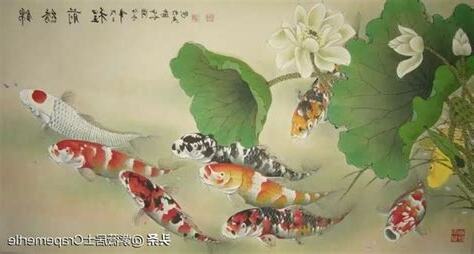 錦鯉風水