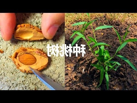 如何增加桃花