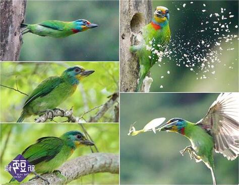 鳥啄窗户