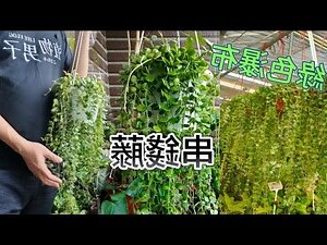 串錢藤怎麼養
