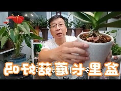 盆栽長香菇風水