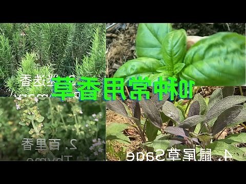 香枝長短香的意思