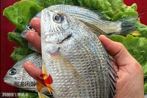 鹹水魚