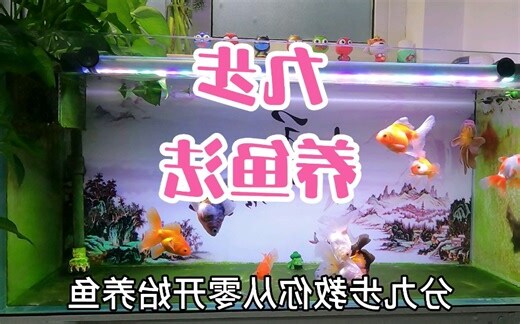 鱼养几只最吉利