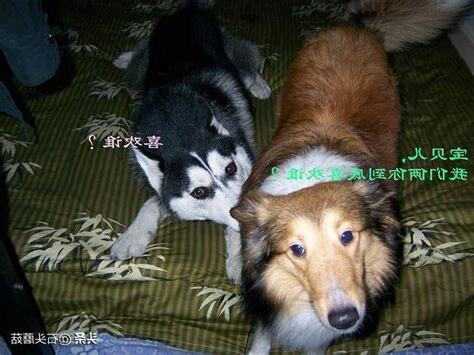 狗不能養兩隻