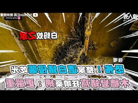家中螞蟻窩