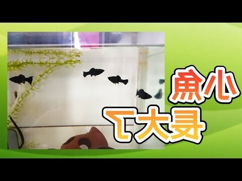 摩利魚