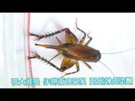 蟋蟀出現在家