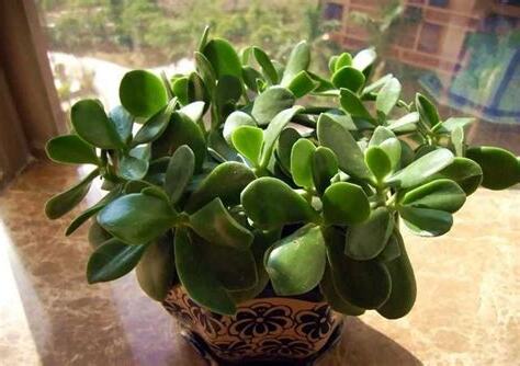 招財植物有哪些