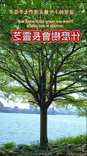 樟樹有毒嗎